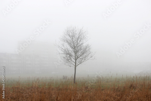 a lonely little tree and houses in the fog in a vacant lot in the spring early in the morning. © wolfness72