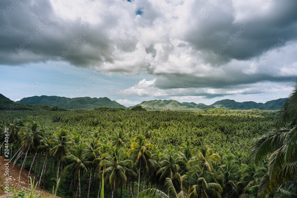 Coconut Palm Forest on the Siargao island, Philippines 