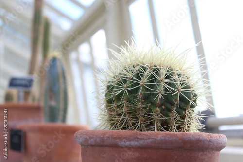Photography Dublin Botanical Gardens Cactus