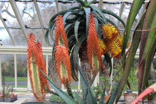 Photography Dublin Botanical Gardens Plants