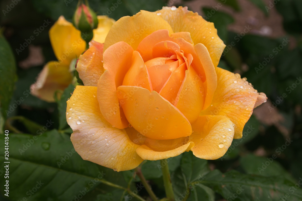 Macro of orange rose with raindrops Macro of orange rose with raindrops
