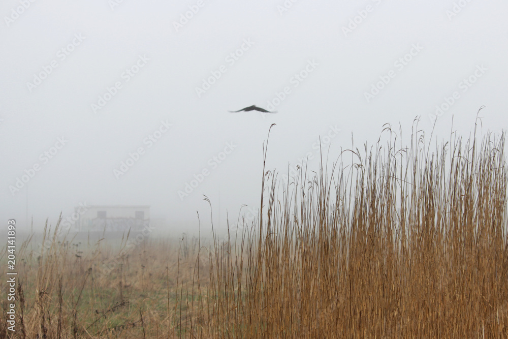a lonely bird, house and thickets of grass in the fog in a vacant lot in the spring early in the morning. a lonely bird, house and thickets of grass in the fog in a vacant lot in the spring early in the morning.