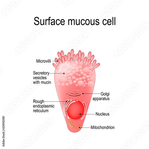 surface mucous cell photo