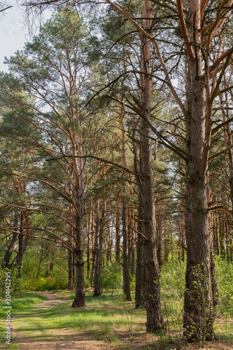 Forest against the blue sky, sunny weather