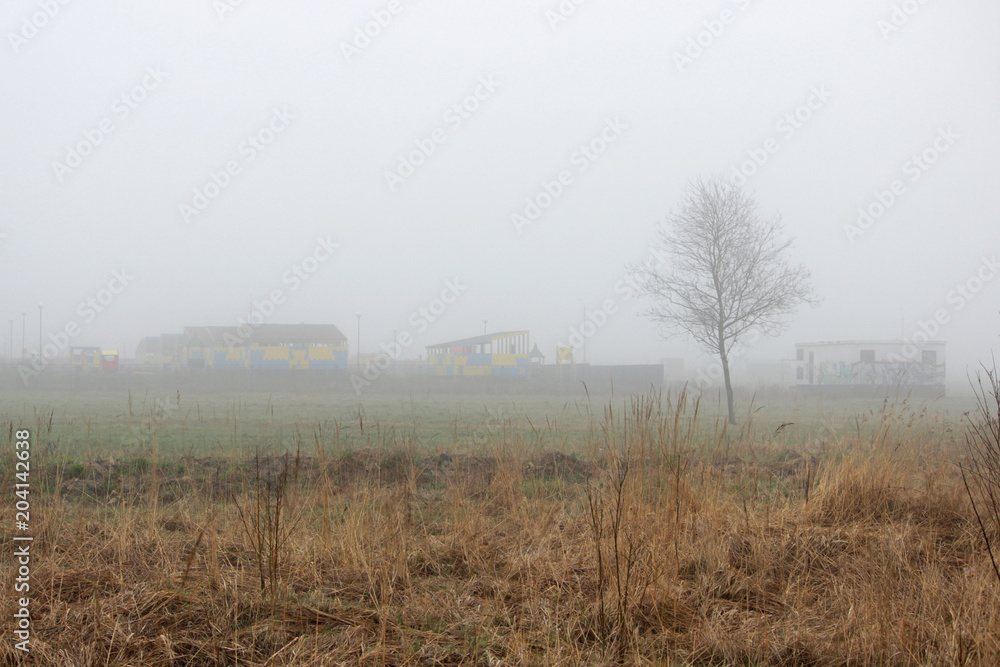 a lonely little tree and houses in the fog in a vacant lot in the spring early in the morning.