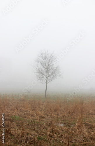 a lonely little tree and house in the fog in a vacant lot in the spring early in the morning.
