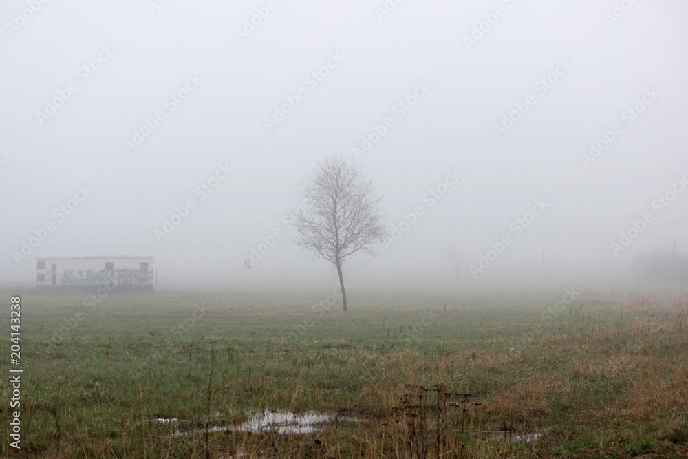 a lonely little tree and house in the fog in a vacant lot in the spring early in the morning. a lonely little tree and house in the fog in a vacant lot in the spring early in the morning.