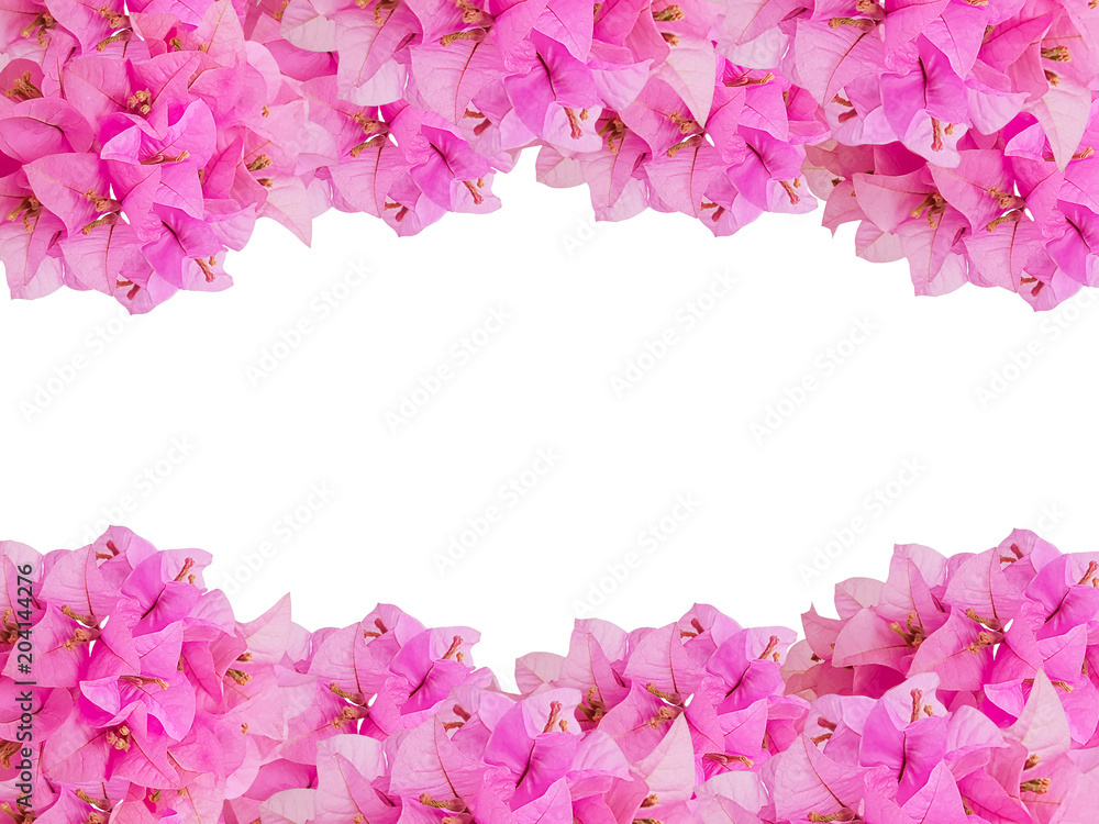 framework of pink bouquet Bouginvillea flowers with empty space on white background and Clipping Paths for easy die cut