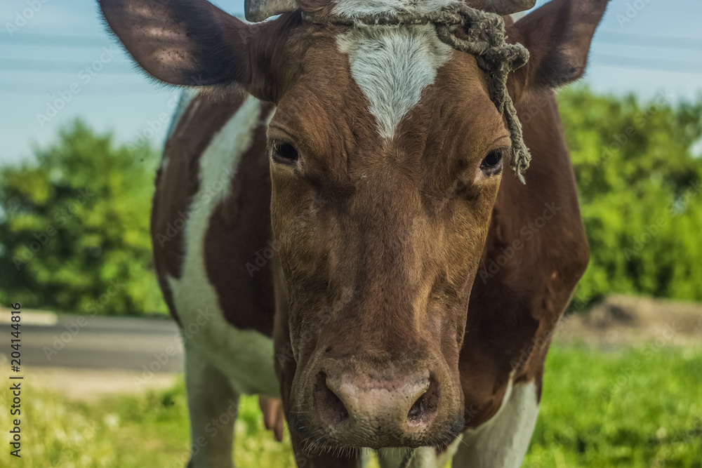 Soft focus cow close portrait Soft focus cow close portrait