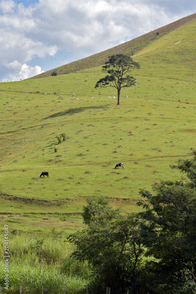 Nelore cattle grazing on top of green hill