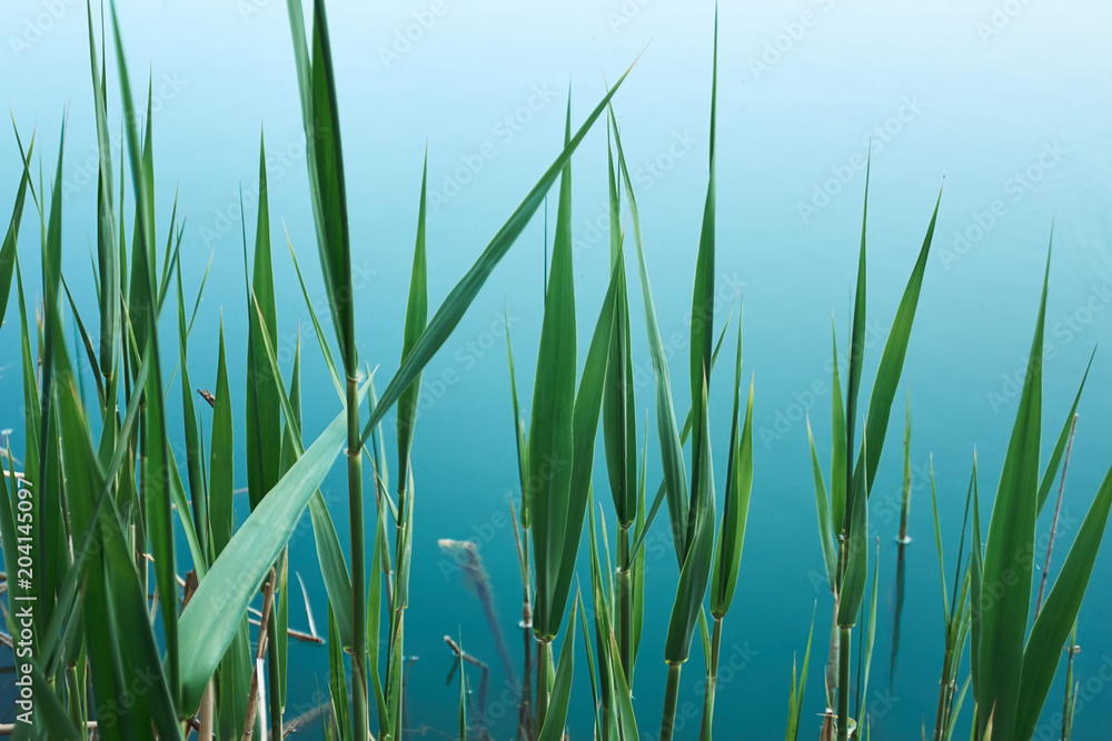 tropical organic background with green leaves of bulrush on blue water of lake tropical organic background with green leaves of bulrush on blue water of lake