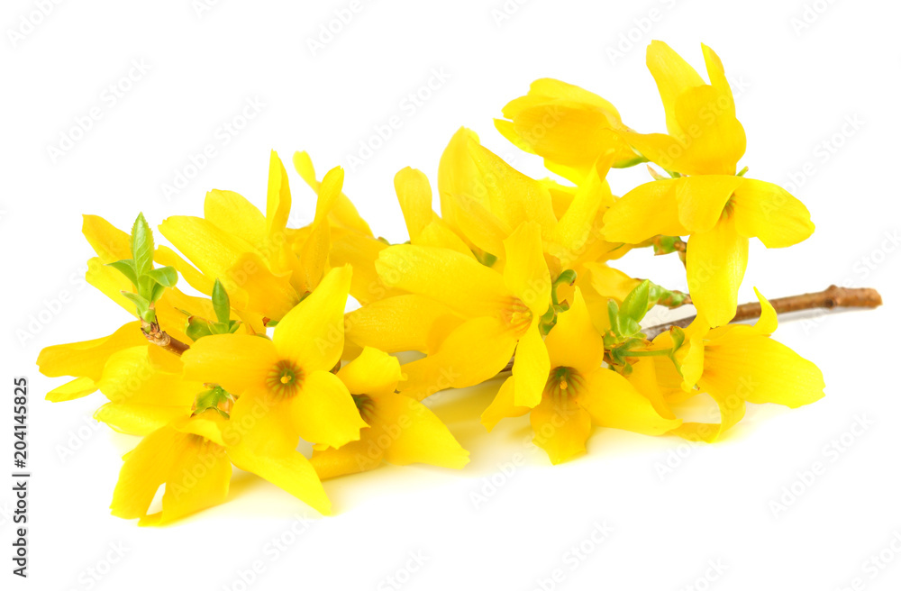 Obraz premium Forsythia Oleaceae flowers blossoms isolated on white background