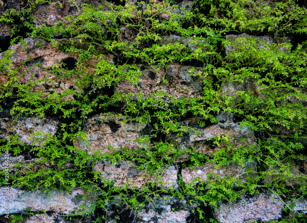 Old wall background with green plants. Mossy rustic stone wall closeup photo texture. Old wall background with green plants. Mossy rustic stone wall closeup photo texture.