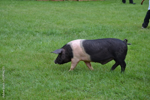 Pig on Show 