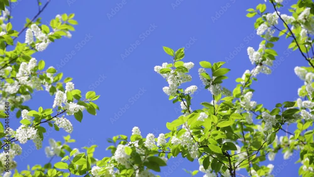 Beautiful fresh blooming branches of bird cherry tree isolated at bright blue sky background. Beautiful fresh blooming branches of bird cherry tree isolated at bright blue sky background.