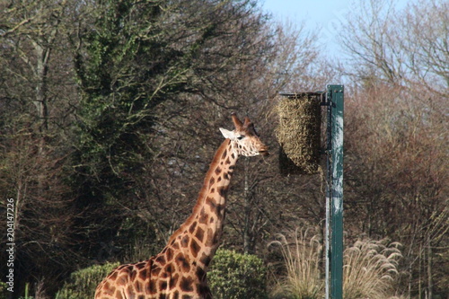 Photography Dublin Zoo Giraffe