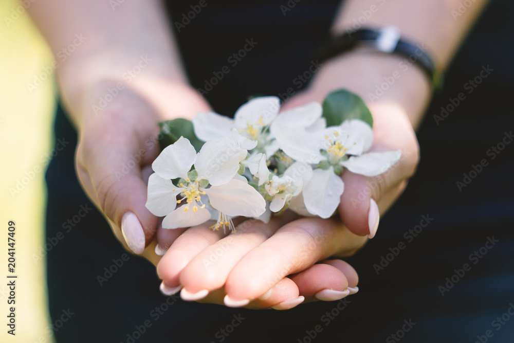 White cherry and apple blossoms in woman hand. Vintage soft blurry background White cherry and apple blossoms in woman hand. Vintage soft blurry background