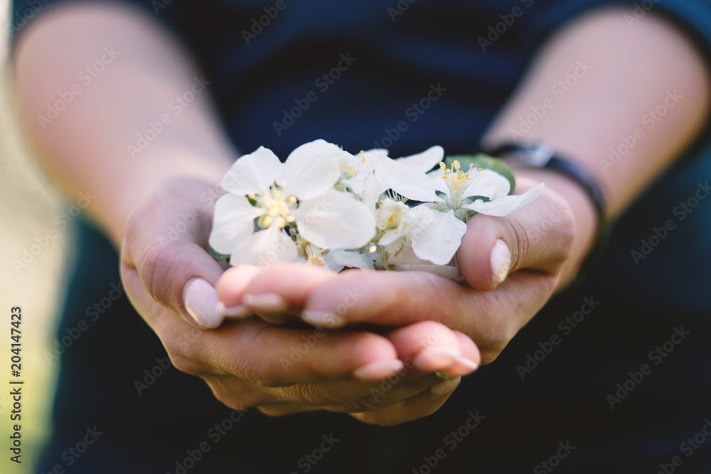 White cherry and apple blossoms in woman hand. Vintage soft blurry background White cherry and apple blossoms in woman hand. Vintage soft blurry background