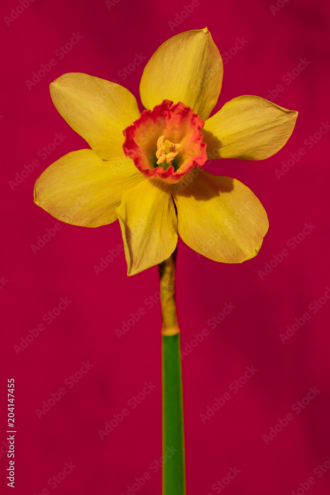 Fototapeta premium Yellow flower with green stem on a red background
