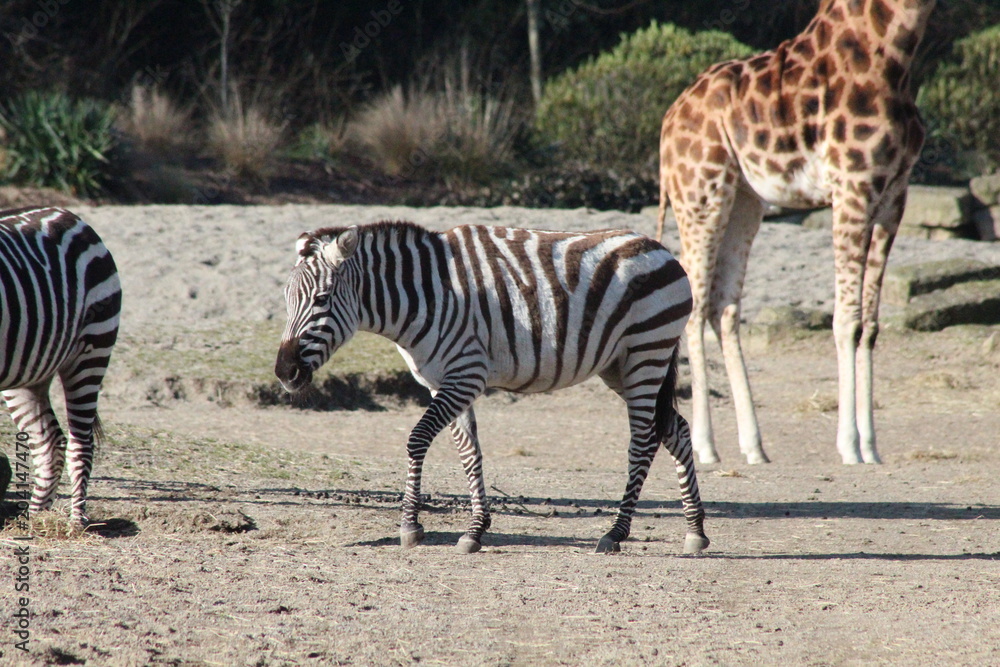 Obraz premium Giraffe and Zebras