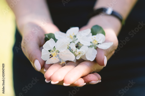 White cherry and apple blossoms in woman hand. Vintage soft blurry background