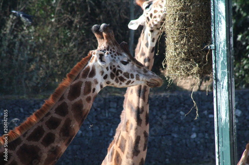 Canvas Print Giraffe