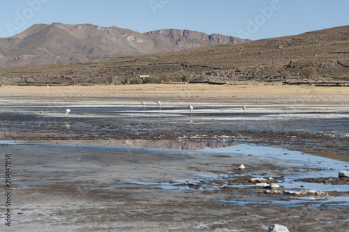 Flamingos by the Salar de Uyuni and Volcano Tunupa in Bolivia, South America photo