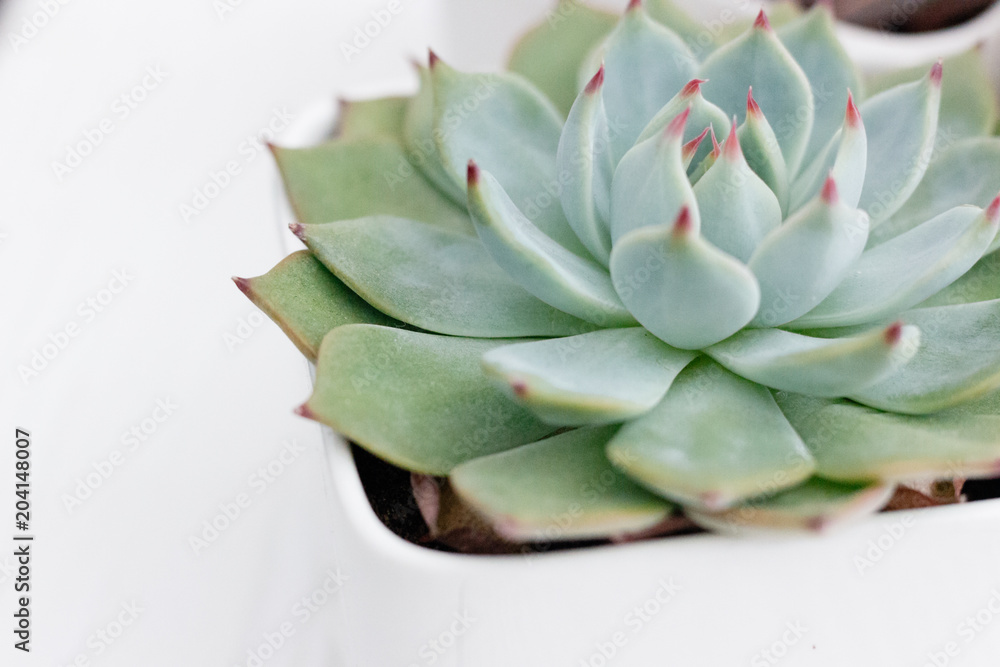 close up of succulent plant with red leaves close up of succulent plant with red leaves