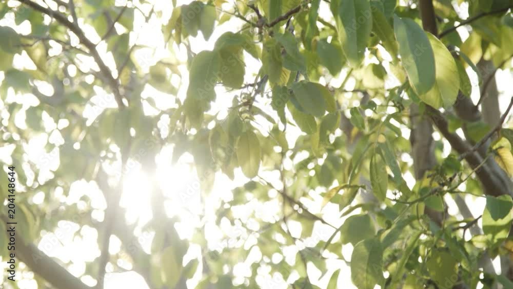 sunlight streaming through leaves on tree branch sunlight streaming through leaves on tree branch