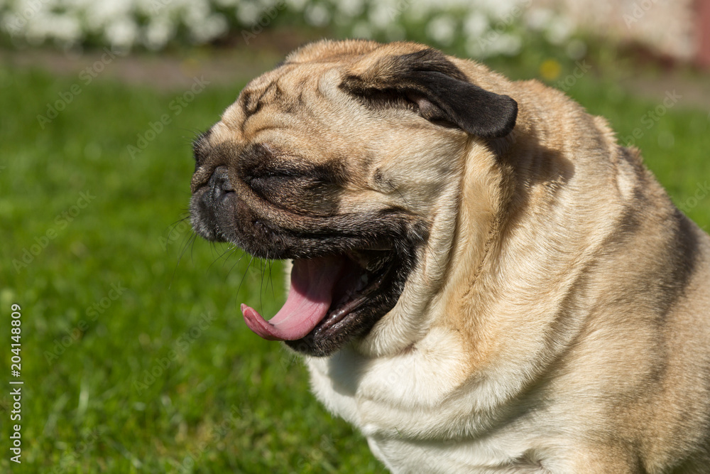 in hot summer day young pug dog yawning
