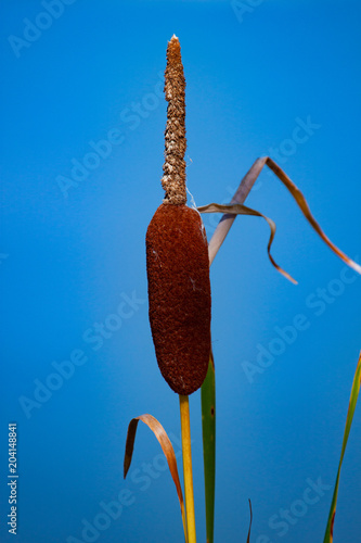 Southern cattail or cumbungi (Typha domingensis) against blue sky background. Minimalism Inspiration. photo