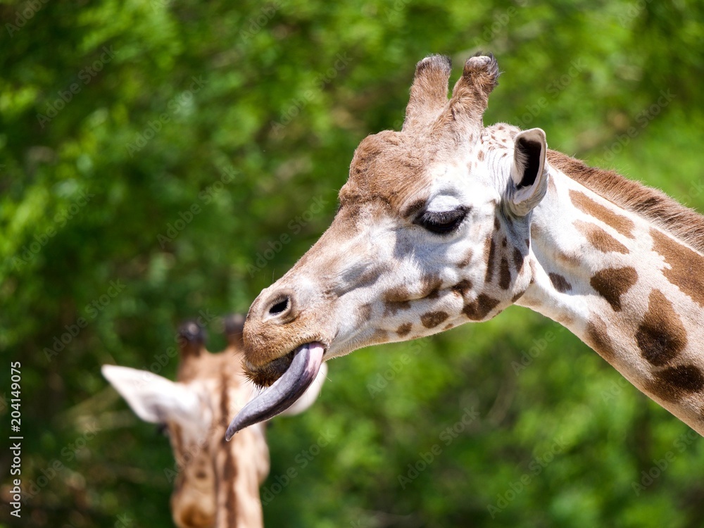 Obraz premium Girafe