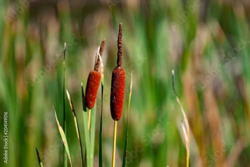 Southern cattail or cumbungi (Typha domingensis) against blue sky background. Minimalism Inspiration. photo