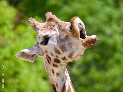 Girafe © Michael Aubigny