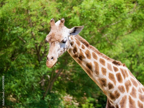 Girafe © Michael Aubigny