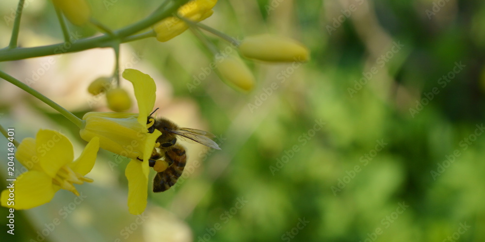 buckfast honey-bee close up collecting nectar and pollen in a yellow flower with lots of pollen in her pollen basket at her legs buckfast honey-bee close up collecting nectar and pollen in a yellow flower with lots of pollen in her pollen basket at her legs