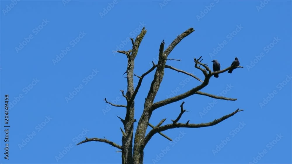 Top of dry dead tree top and two crows on the branch against smooth seamless blue sky background Top of dry dead tree top and two crows on the branch against smooth seamless blue sky background