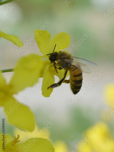 buckfast honey bee pollinating a yellow flower and collecting nectar for honey in springtime 