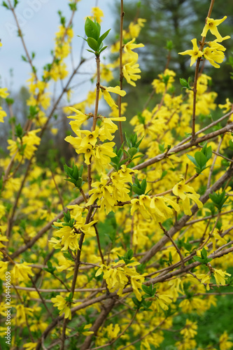 Forsythia blooming, ornamental shrub in the early spring.
