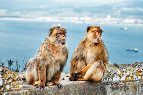 closeup of a pair of macaques, male and female in a reserve on the Gibraltar peninsula © dziewul