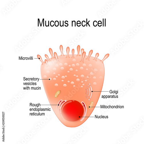 mucous neck cell photo
