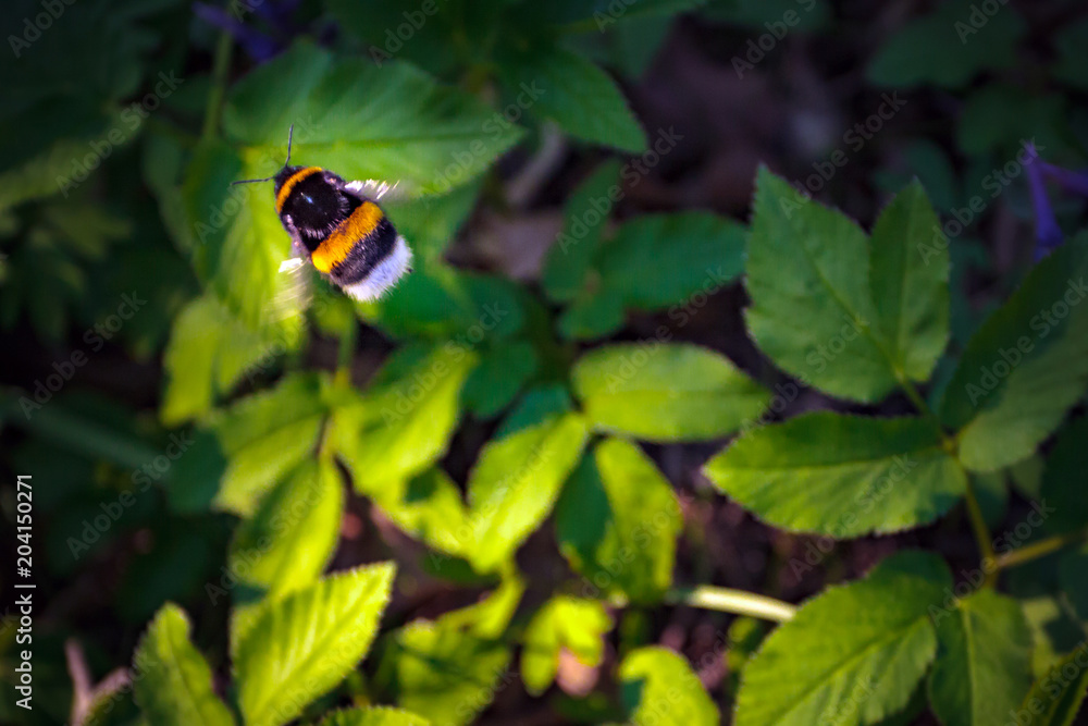 A striped, clumsy bumblebee flies above the green leaves. Blurred background. A striped, clumsy bumblebee flies above the green leaves. Blurred background.