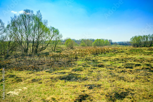 Willow trees on a meadow at noon and a blue sky with white clouds. In the spring meadow with burned grass.