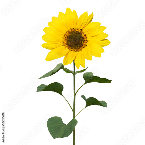 Fototapeta Naklejka Na Ścianę i Meble -  Sonnenblume auf weissem Hintergrund
