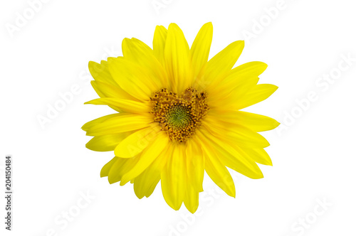 Wunderschöne Sonnenblume mit Form eines Herzens