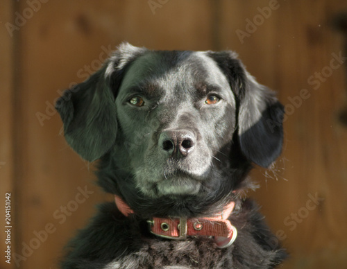 Labrador Spaniel Cross Portrait © Andrew