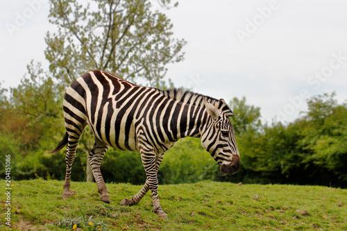 African striped coats zebras