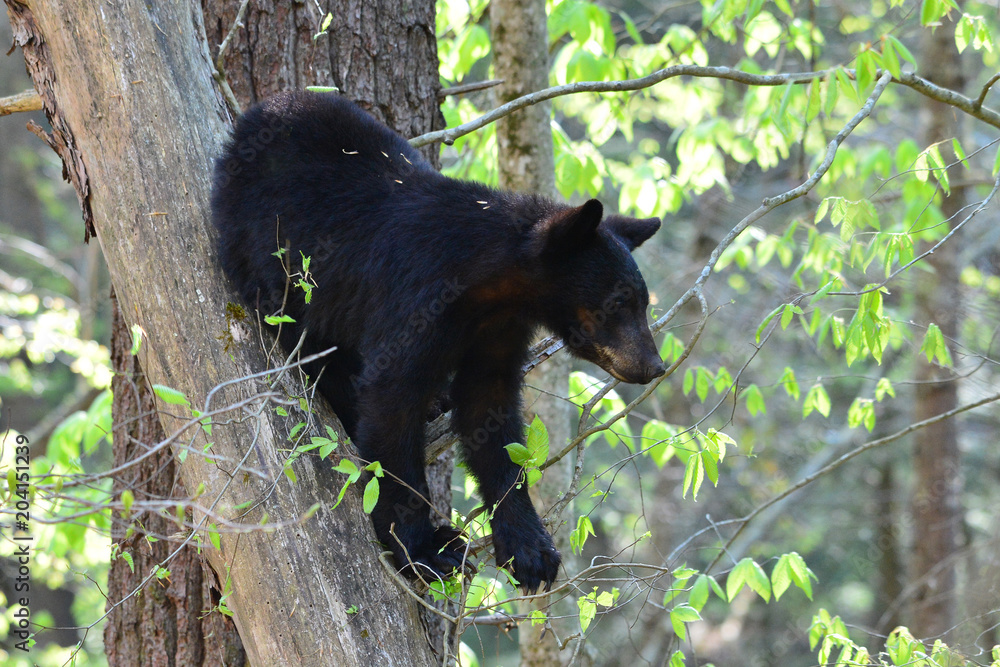 Obraz premium Bear on a Log
