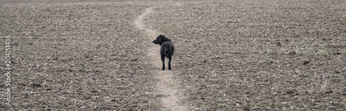 Dog walking along dirt track through field