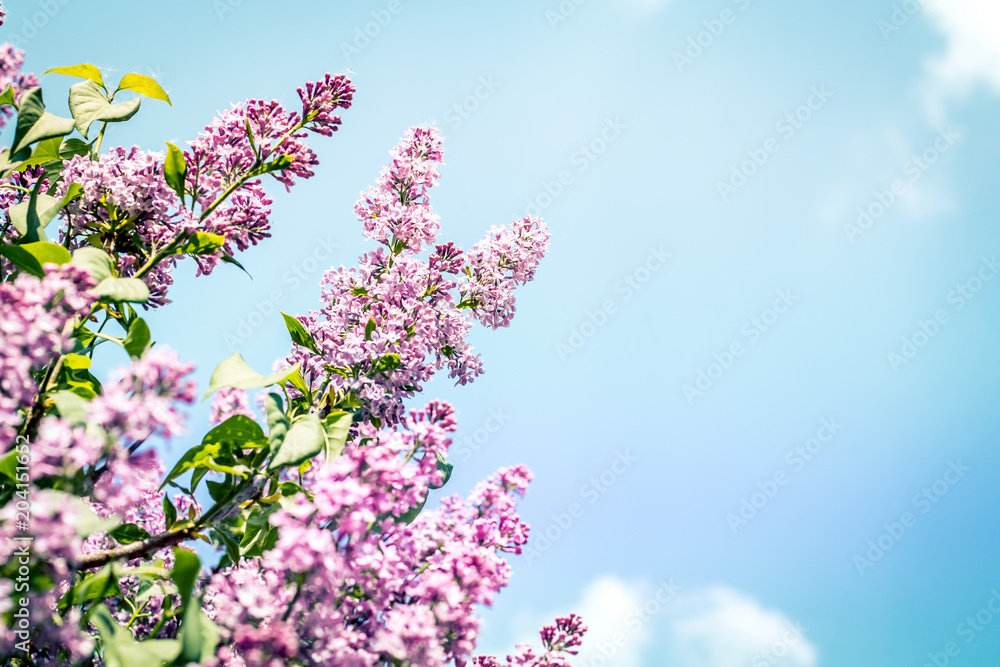 Lilac blooming tree on a blue sky background. Copyspace